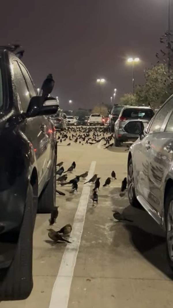 The witness recording said the flock did not move when people walked past.</p>

<p>　　