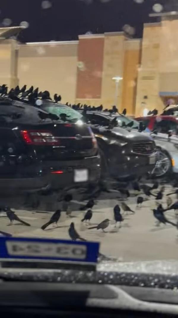 The birdwatcher described the scene as 